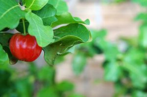 acerola w proszku